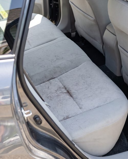 A light scattering of short pet hair across a cloth rear bench seat.